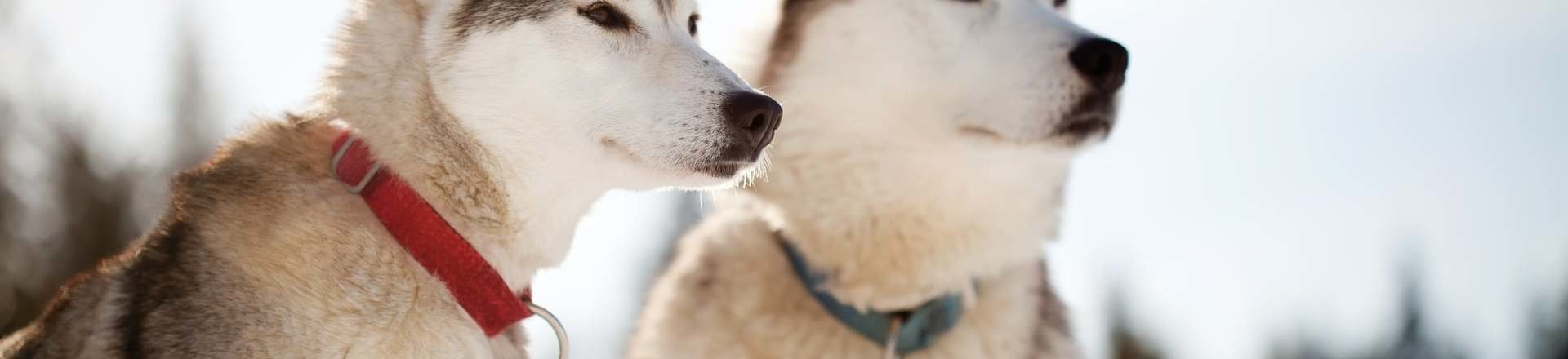 cuanto mide un husky adulto