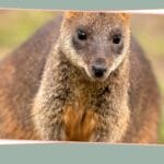 cuanto-mide-un-koala