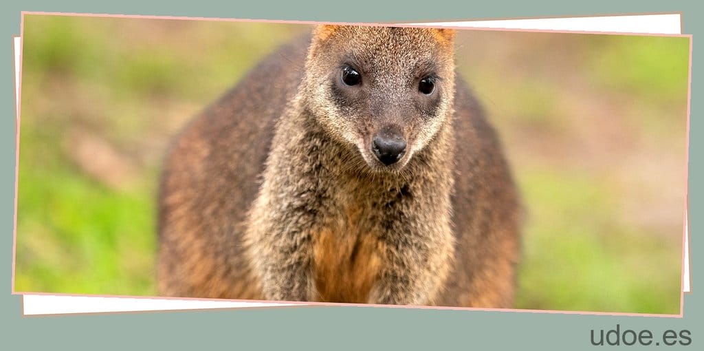 ¿Cuánto mide un koala? 2 cuanto mide un koala