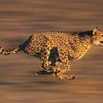 cuanto-mide-un-leopardo