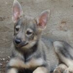 cuanto-mide-un-lobo-gigante