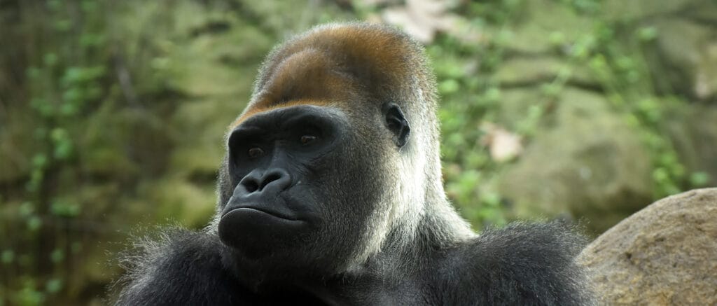 ¿Cuánto mide un orangután? 2 cuanto mide un orangutan