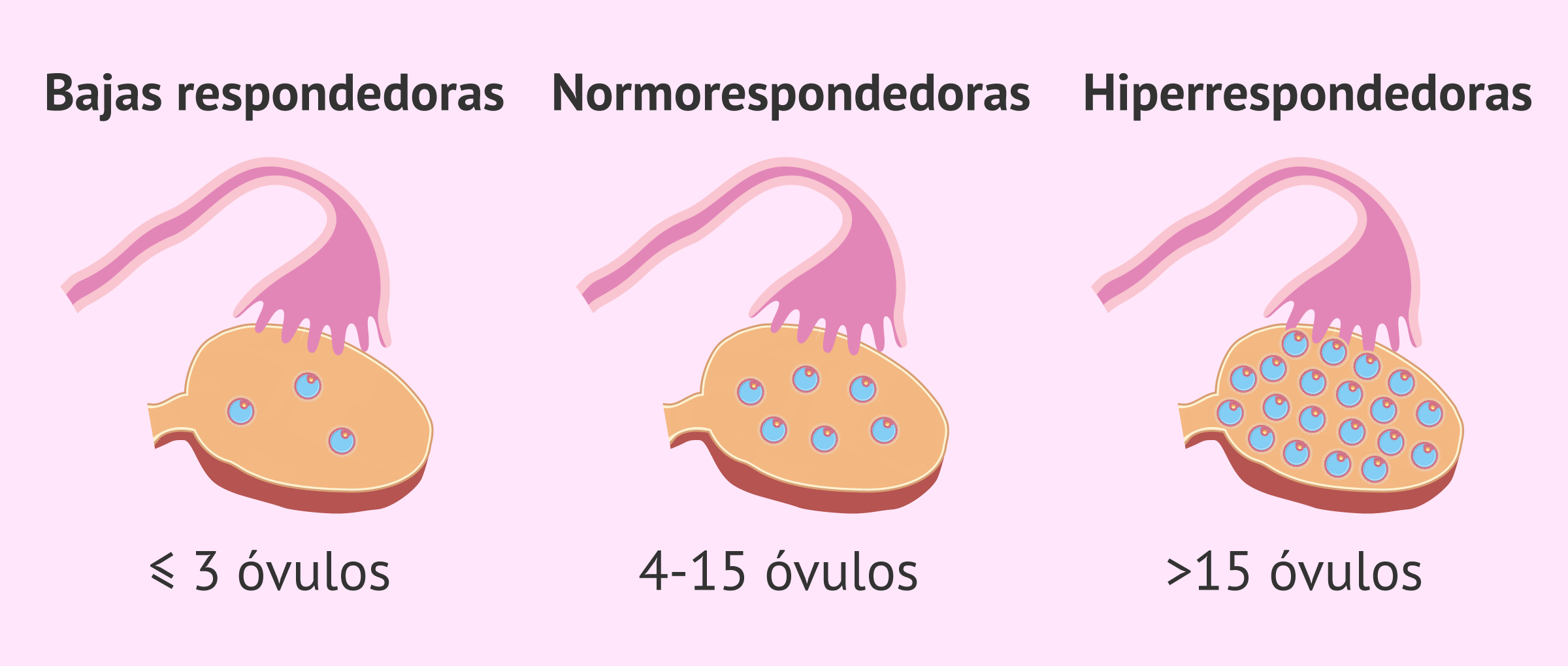 cuanto mide un ovulo