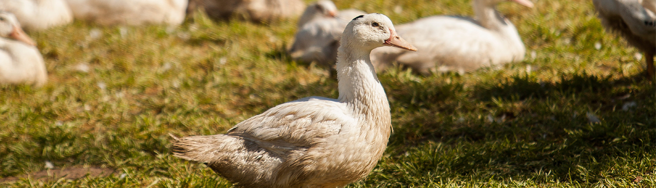 cuanto mide un pato