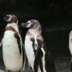 ¿Cuánto mide un pingüino? cuanto-mide-un-pinguino