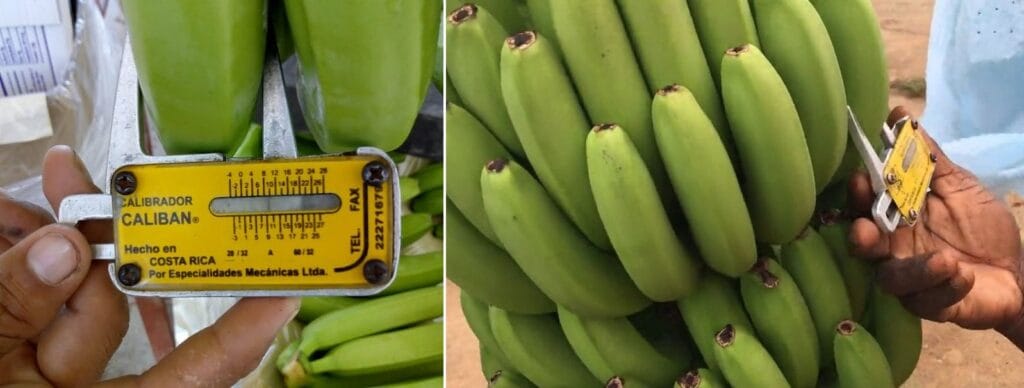 cuanto mide un platano