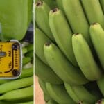 cuanto-mide-un-platano