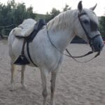 cuanto-mide-un-pony