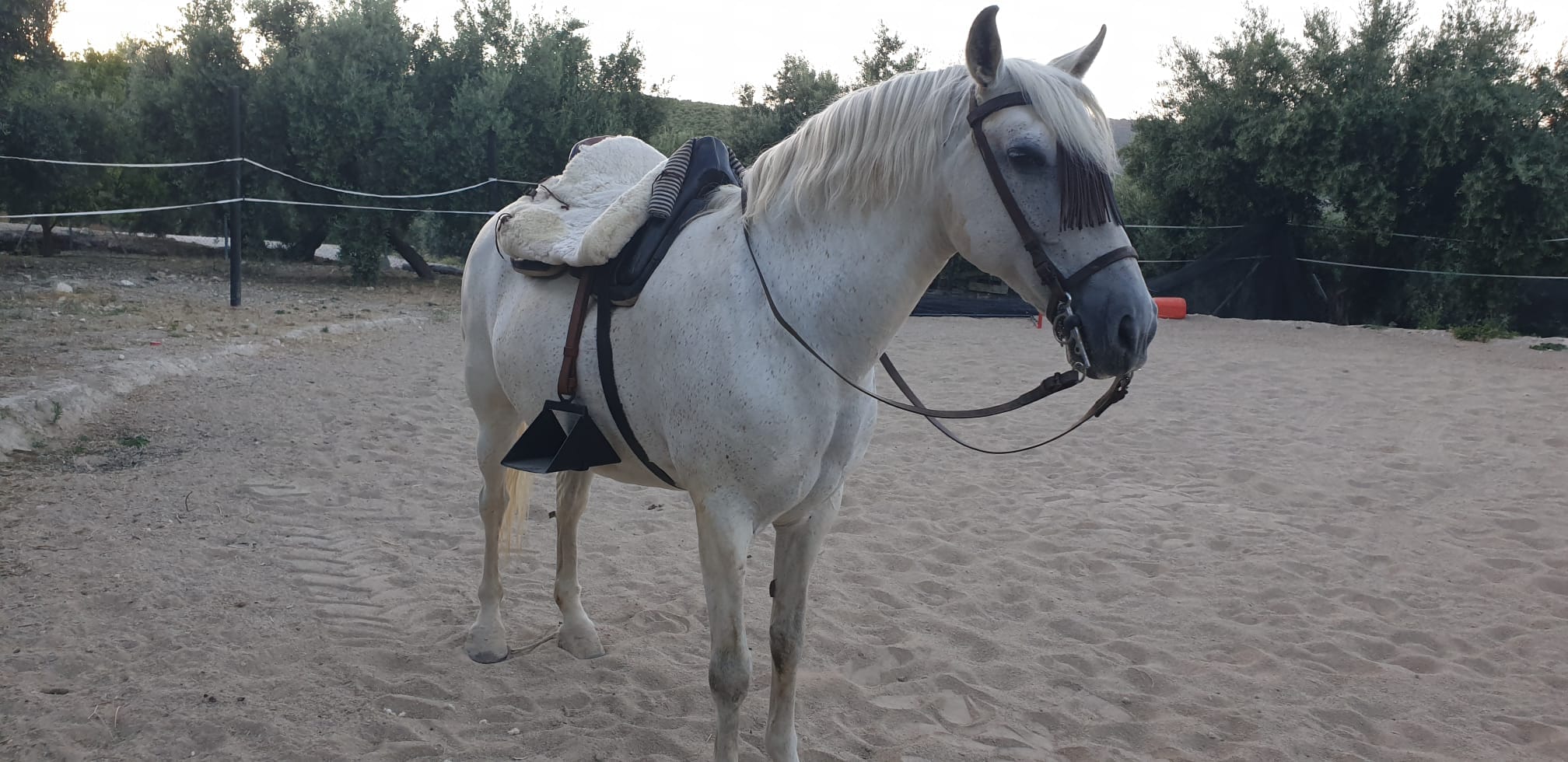 cuanto mide un pony
