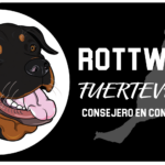 cuanto-mide-un-rottweiler