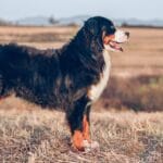 cuanto-mide-un-san-bernardo