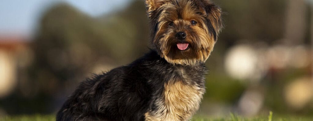 cuanto mide un yorkshire terrier