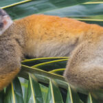 cuanto-mide-una-ardilla