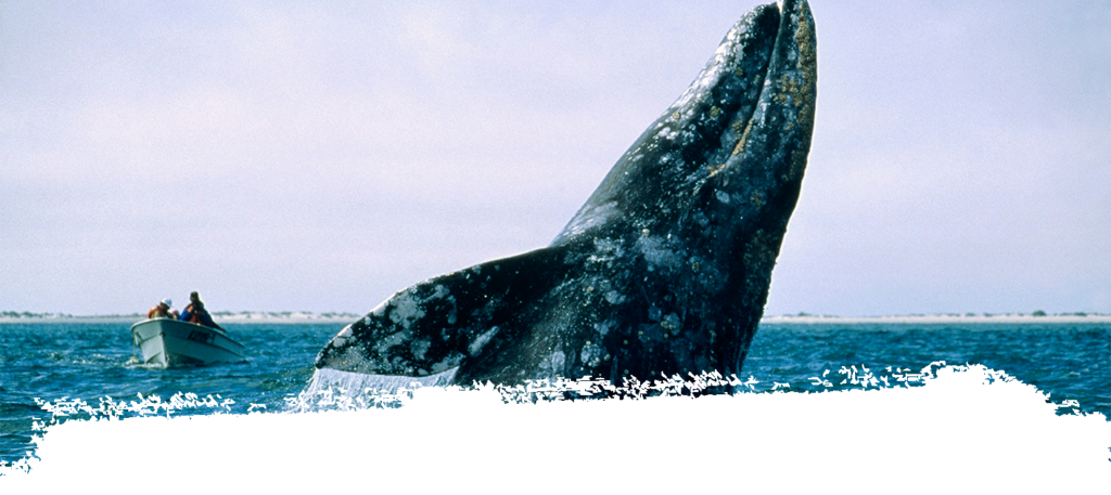 cuanto mide una ballena gris