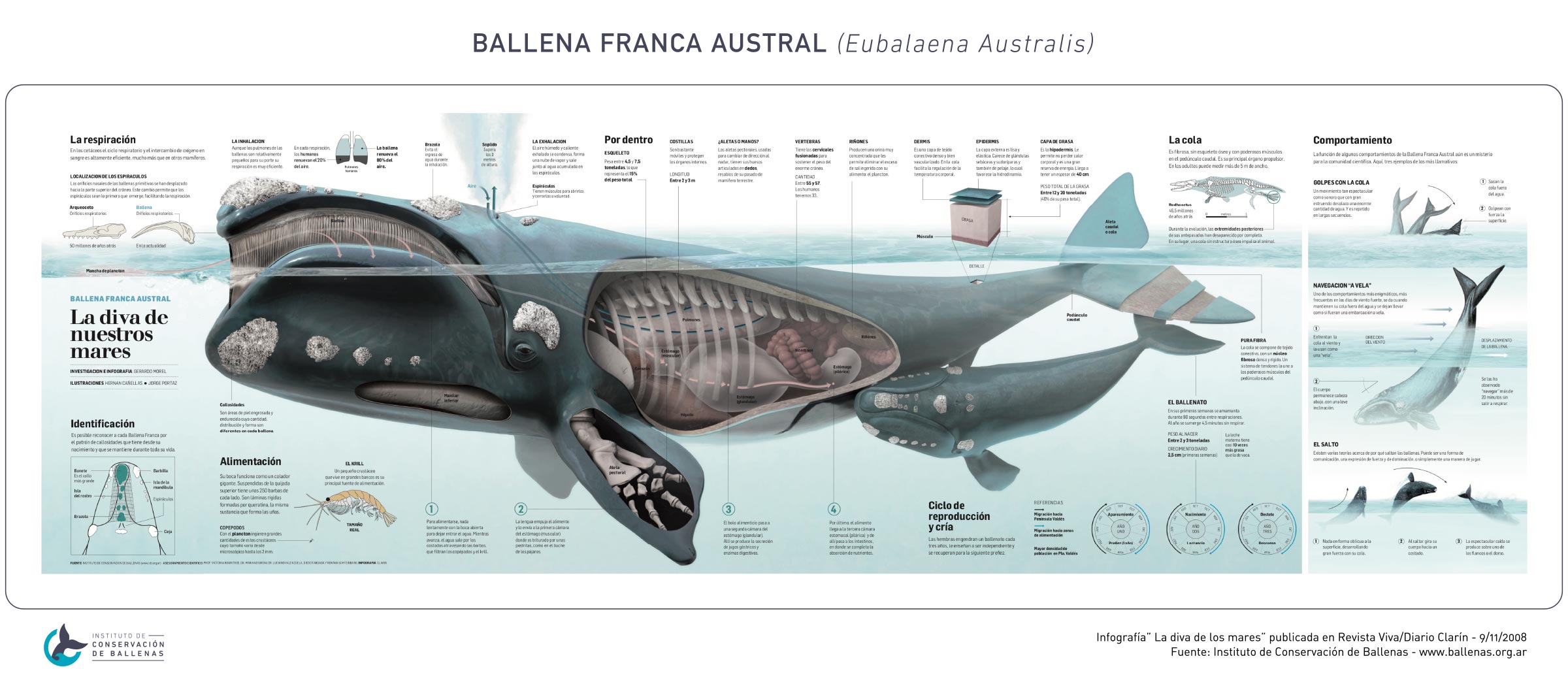 cuanto mide una ballena