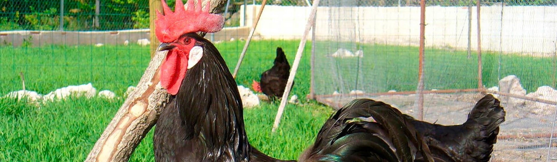 cuanto mide una gallina