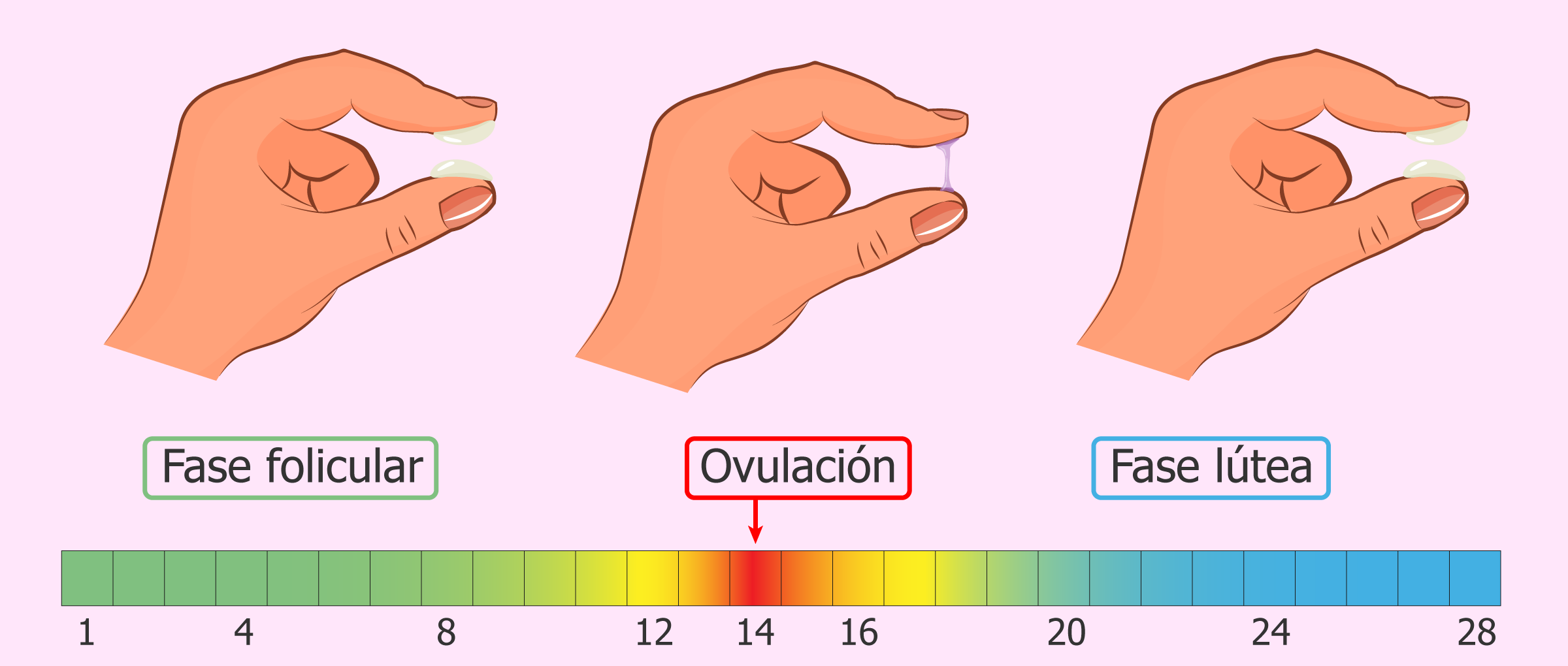 cuanto mide una mano