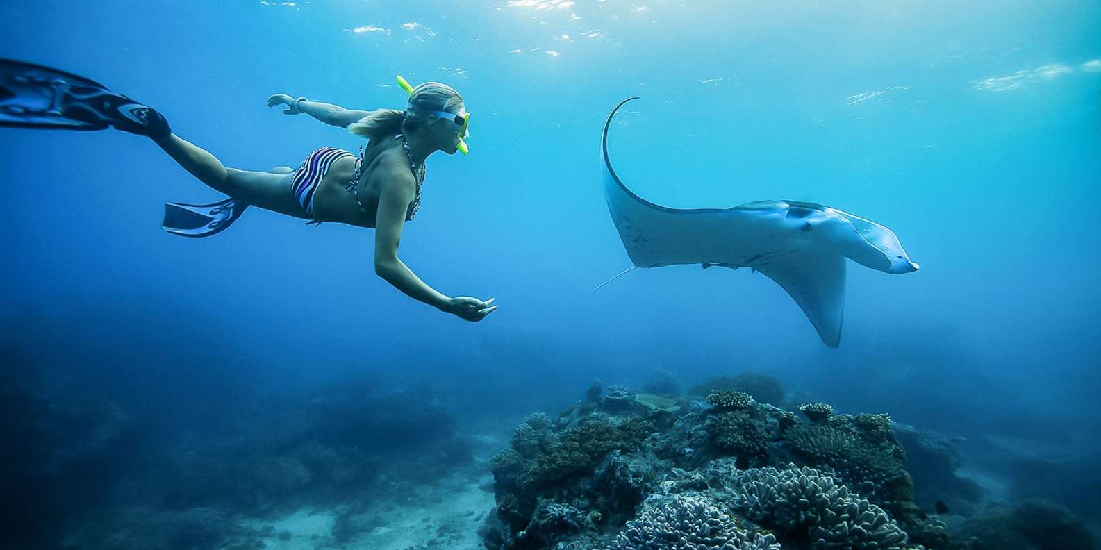 cuanto mide una mantarraya