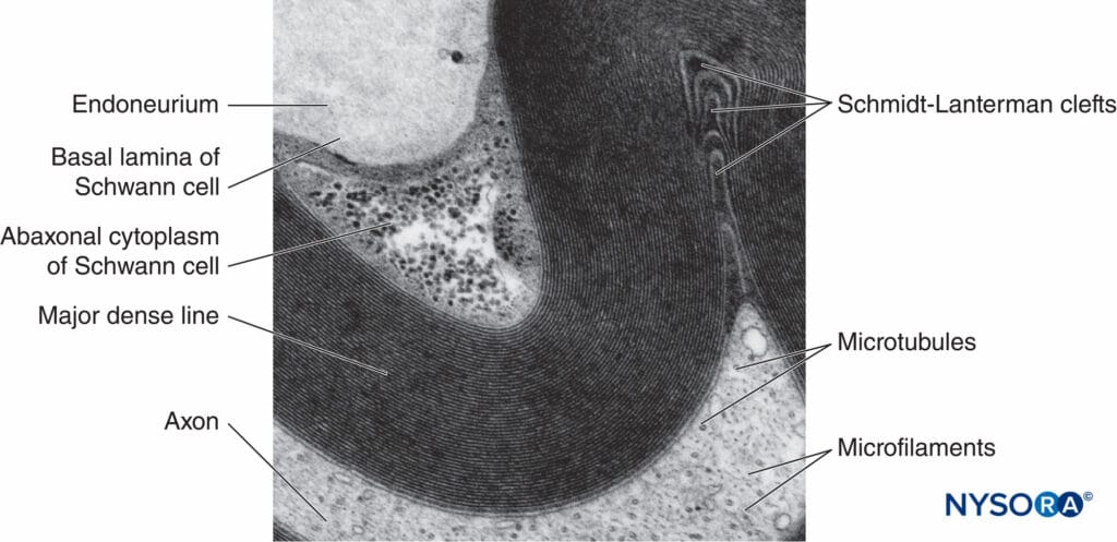 ¿Cuánto mide una neurona? 2 cuanto mide una neurona