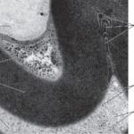 cuanto-mide-una-neurona