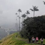 cuanto-mide-una-palmera