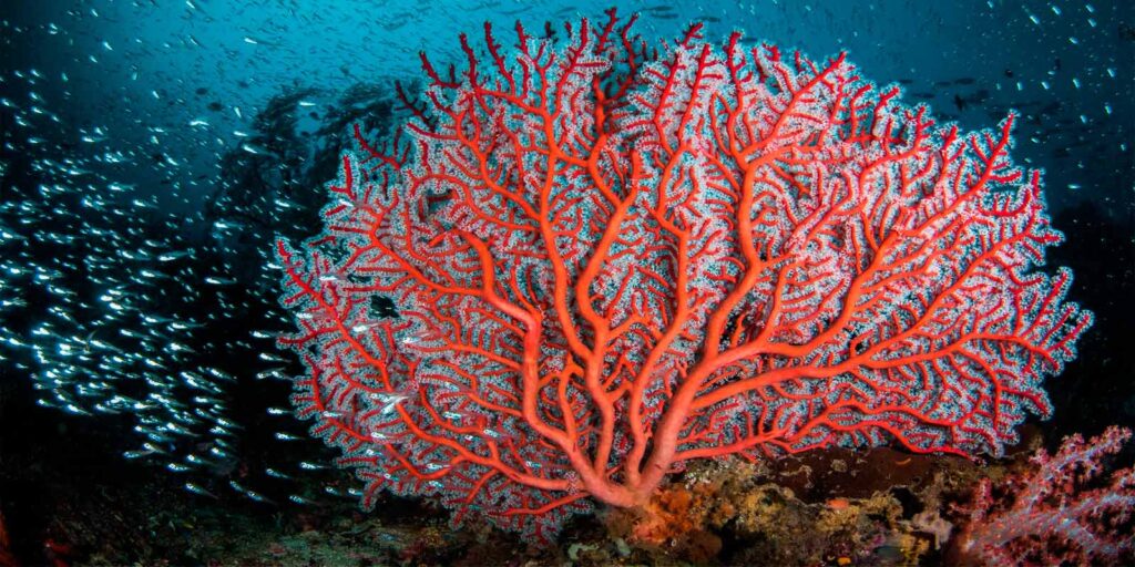 cuanto oxigeno produce un arbol