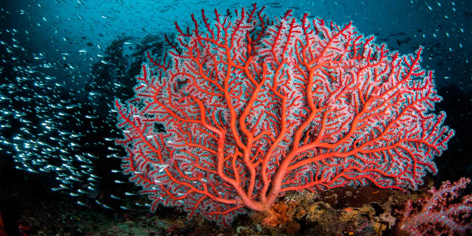 cuanto oxigeno produce un arbol