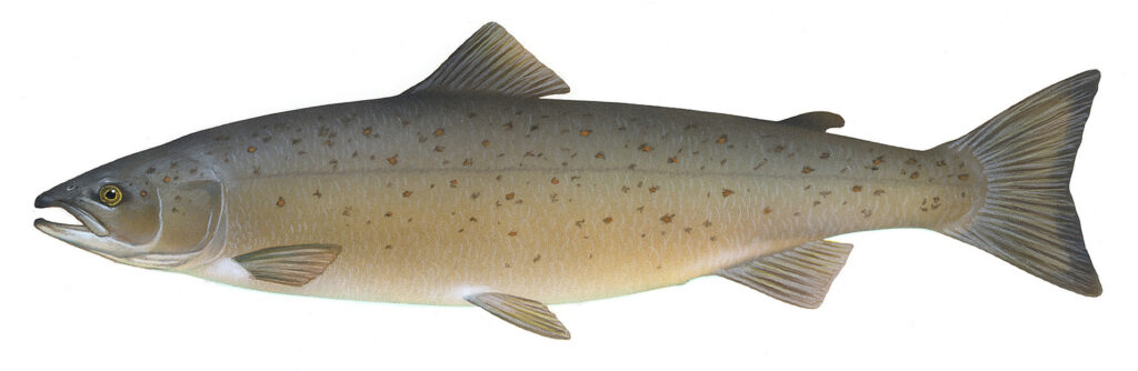 cuanto pesa el salmon