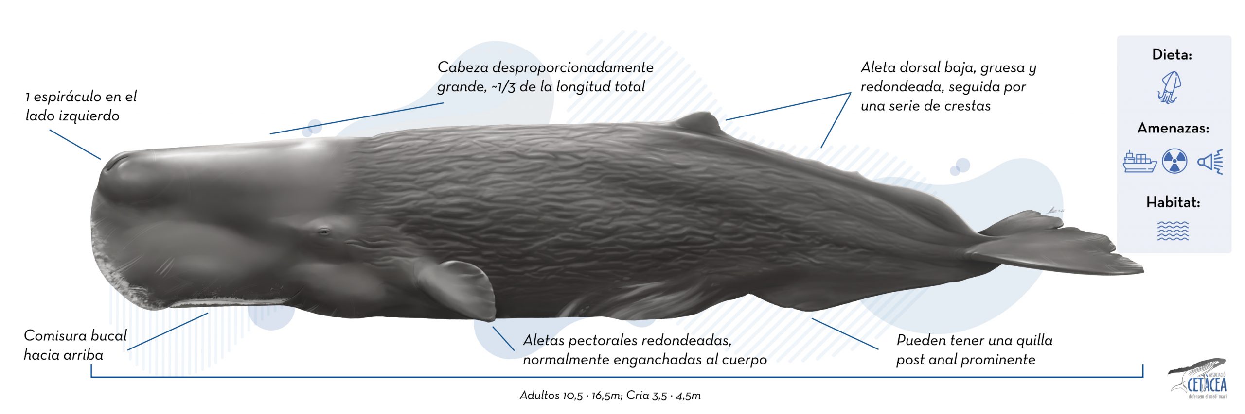 cuanto pesa la ballena gris