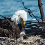 cuanto-pesa-un-aguila