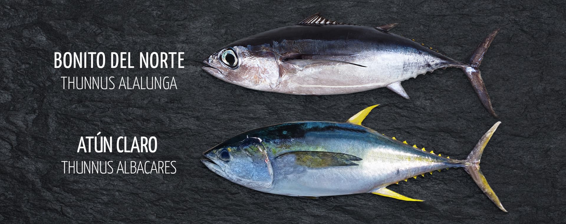 Blog 12 cuanto pesa un atun
