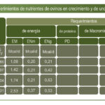 cuanto-pesa-un-borrego