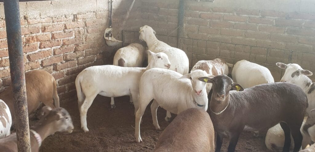 cuanto pesa un borrego adulto