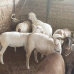 cuanto-pesa-un-borrego-adulto