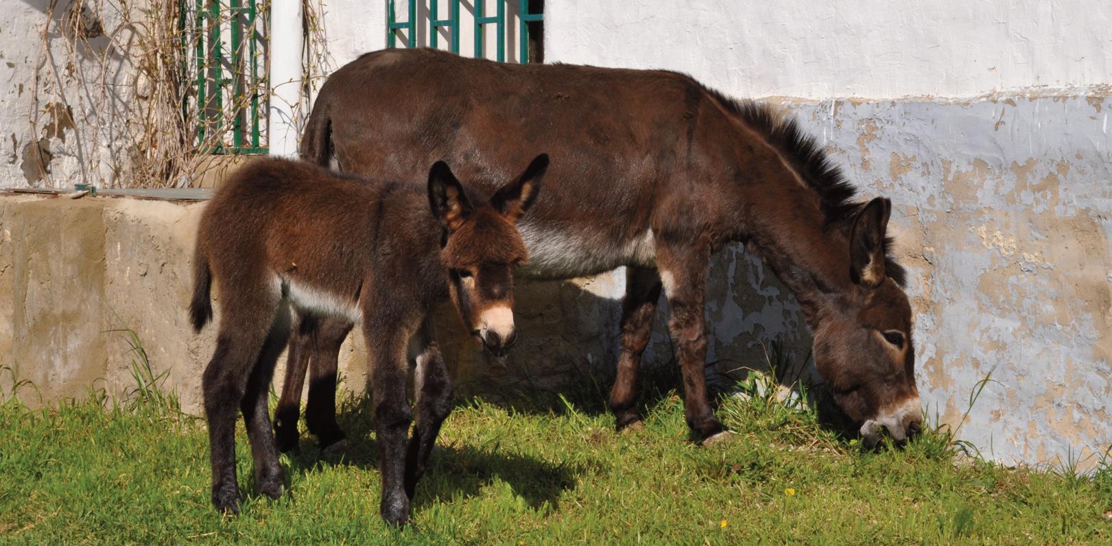 cuanto pesa un burro