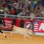 cuanto-pesa-un-caballo-chileno