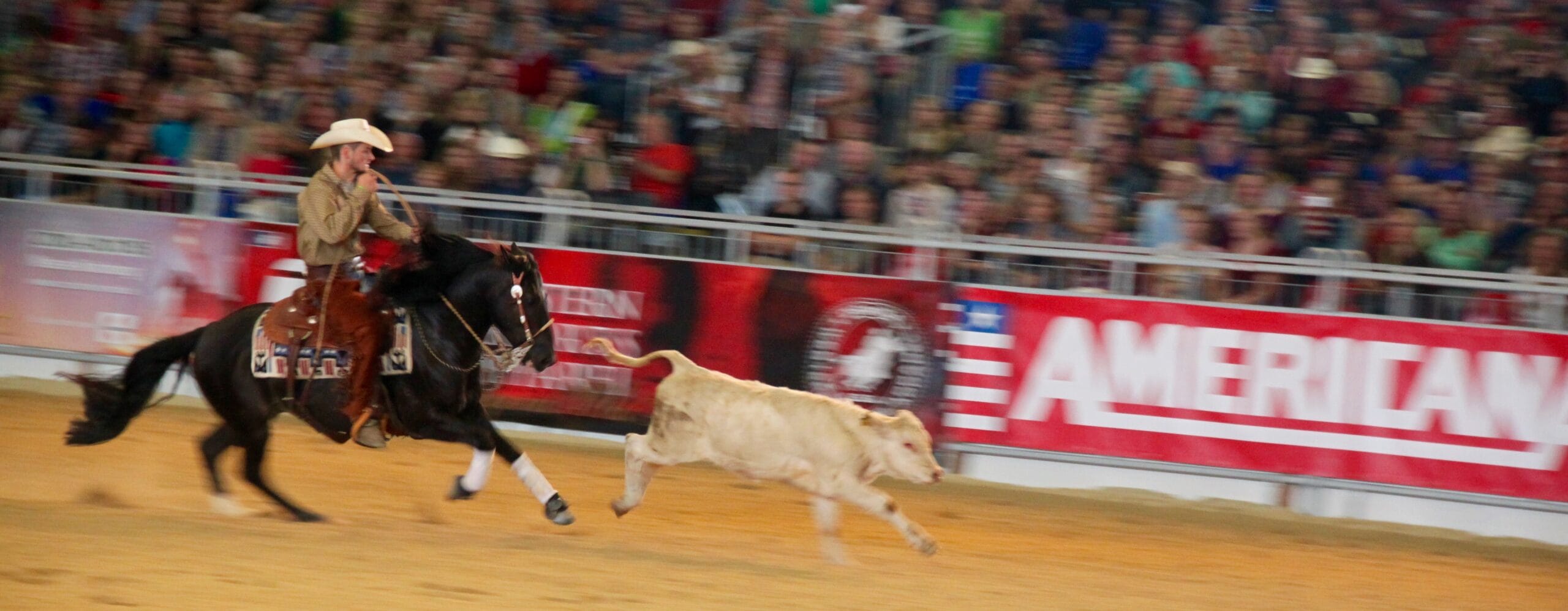 cuanto pesa un caballo chileno scaled