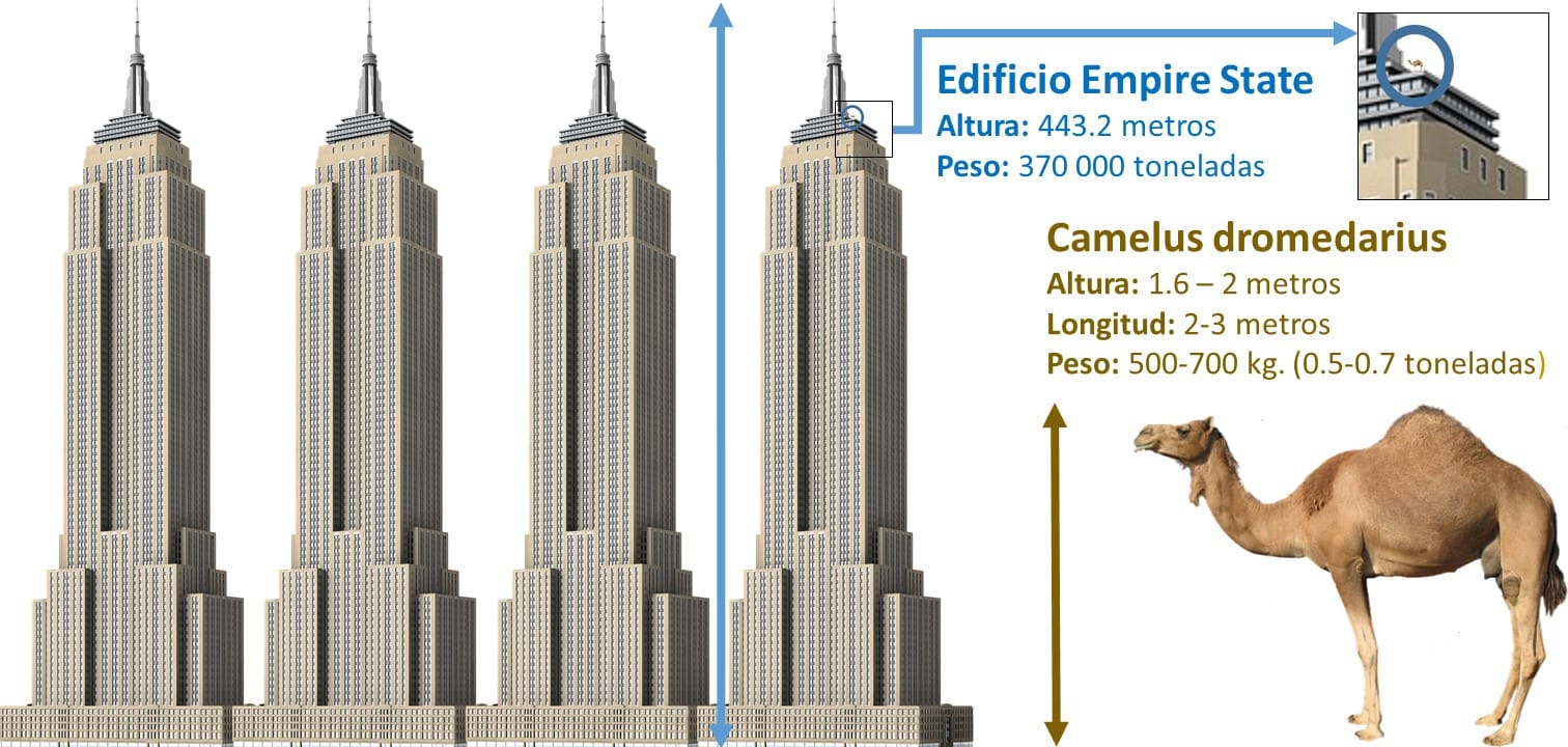 cuanto pesa un camello