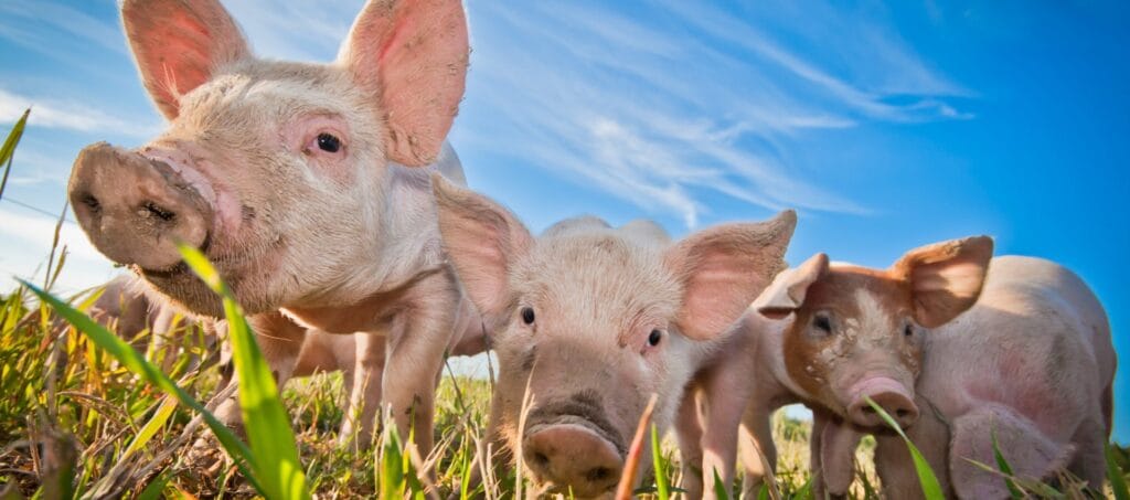 cuanto pesa un cerdo adulto