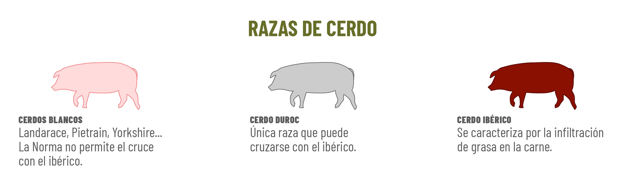 cuanto pesa un cerdo