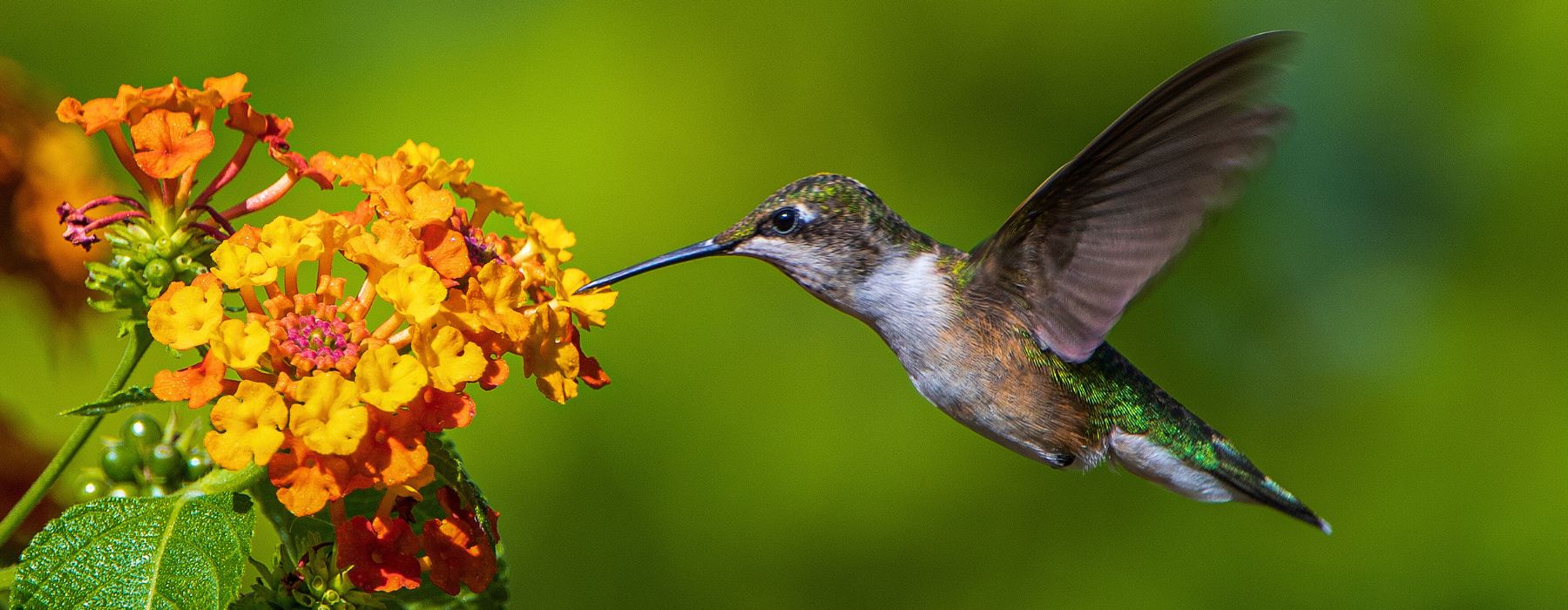 cuanto pesa un colibri