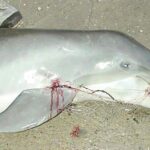¿Cuánto pesa un delfín bebé? cuanto-pesa-un-delfin-bebe