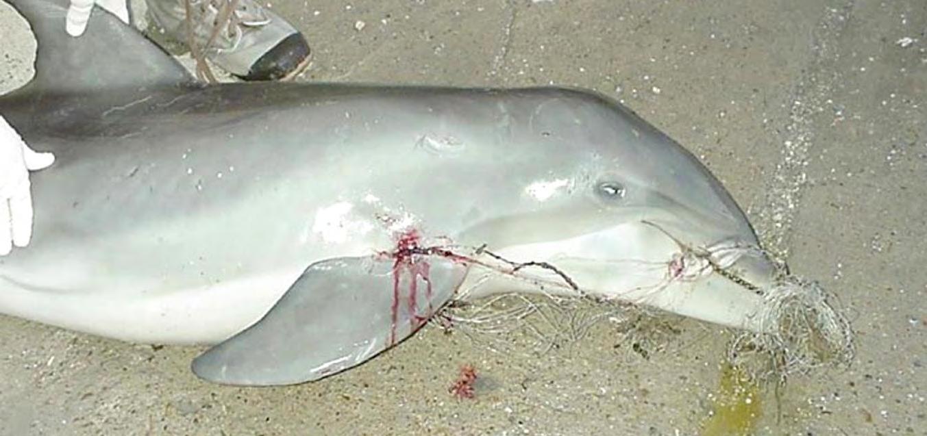 cuanto pesa un delfin bebe