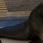 ¿Cuánto pesa un elefante marino? cuanto-pesa-un-elefante-marino