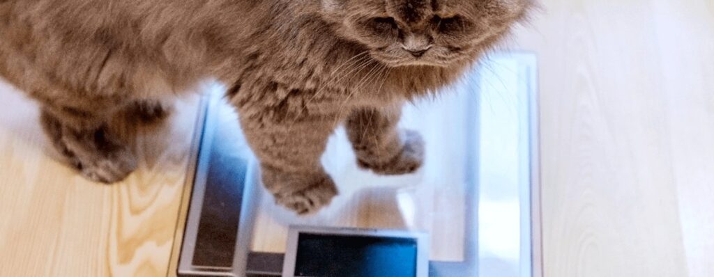 cuanto pesa un gato adulto