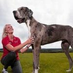 cuanto-pesa-un-gran-danes