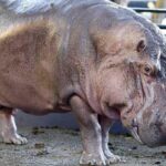 cuanto-pesa-un-hipopotamo