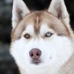 cuanto-pesa-un-husky-adulto