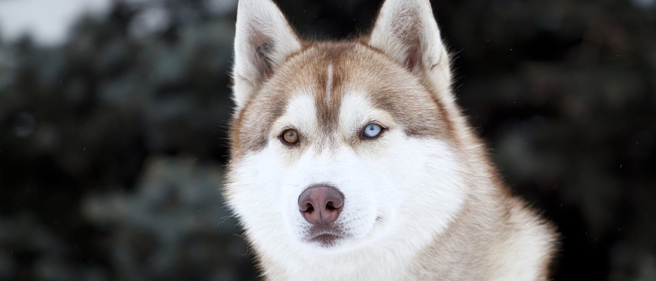 cuanto pesa un husky adulto