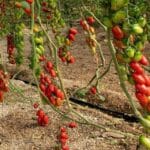 cuanto-pesa-un-jitomate-bola